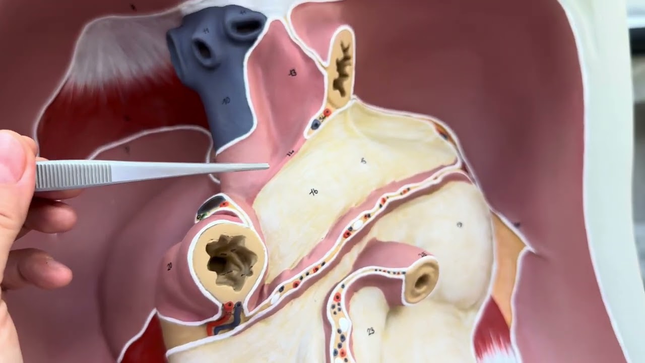 Periton Anatomisi (Omentum majus, omentum minus ve Bursa omentalis ile) #periton #anatomi 