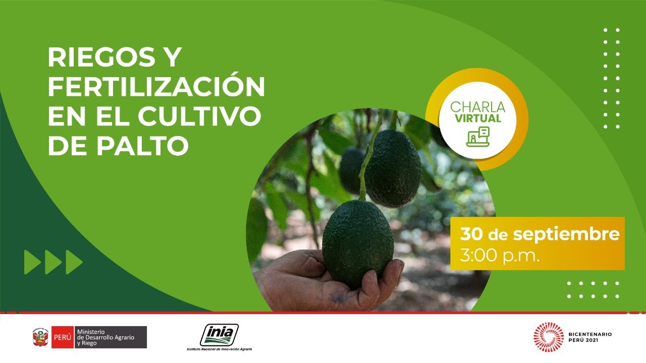 Riegos y fertilización en el cultivo de Palto