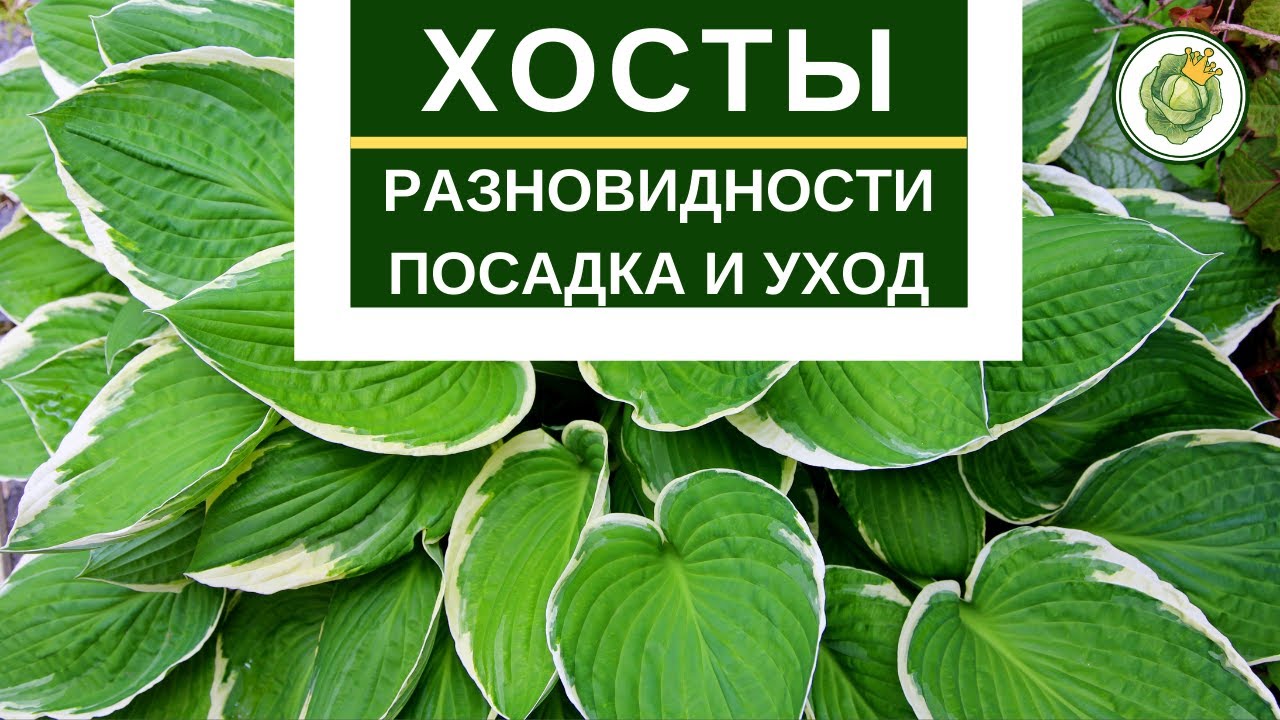 ХОСТЫ - разновидности, посадка, уход и размножение