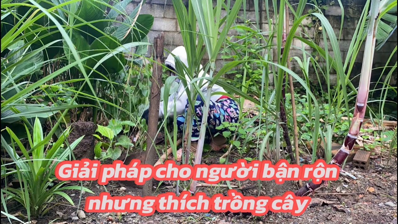Làm Vườn: Không Có Thời Gian? Giải Pháp Cho Người Thích Trồng Cây Mà Bận Rộn @BeeandBean