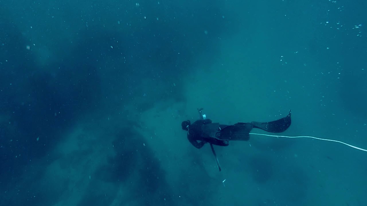 Shark banz testing video