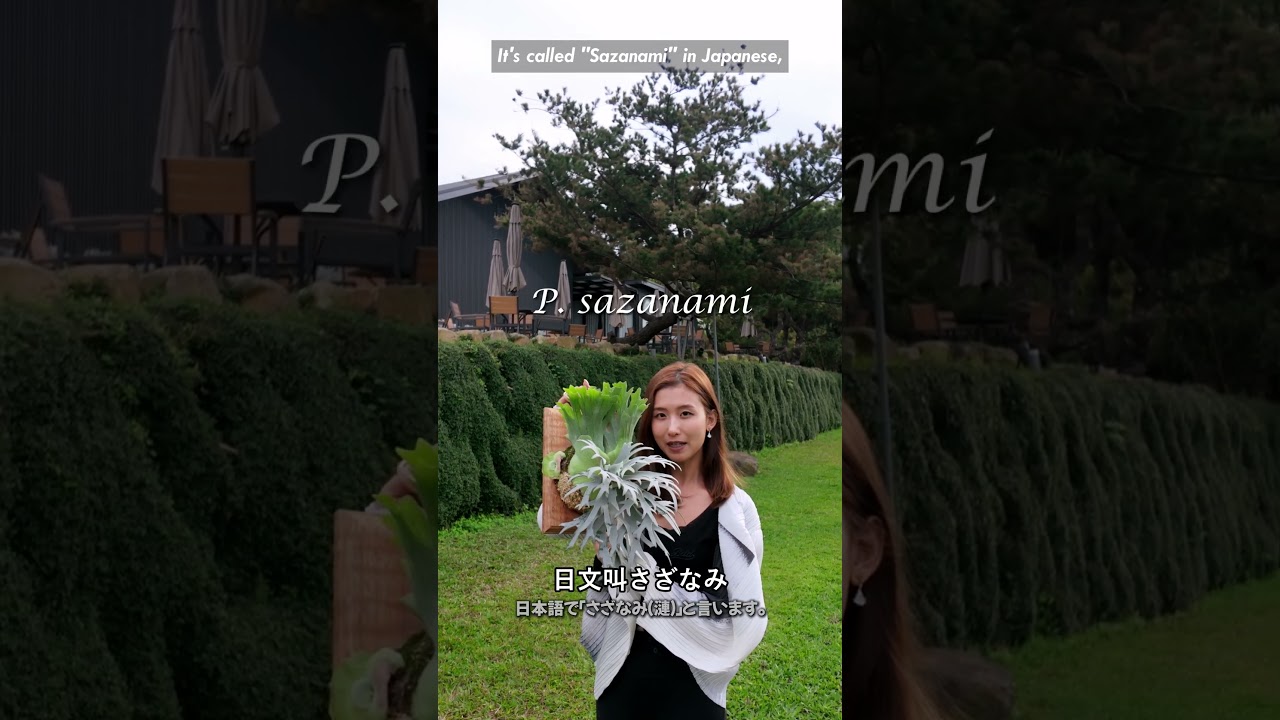 【抽獎結果】馮詩琪特選命名公布！加百列正側芽得主是誰？｜晴花鹿苑
