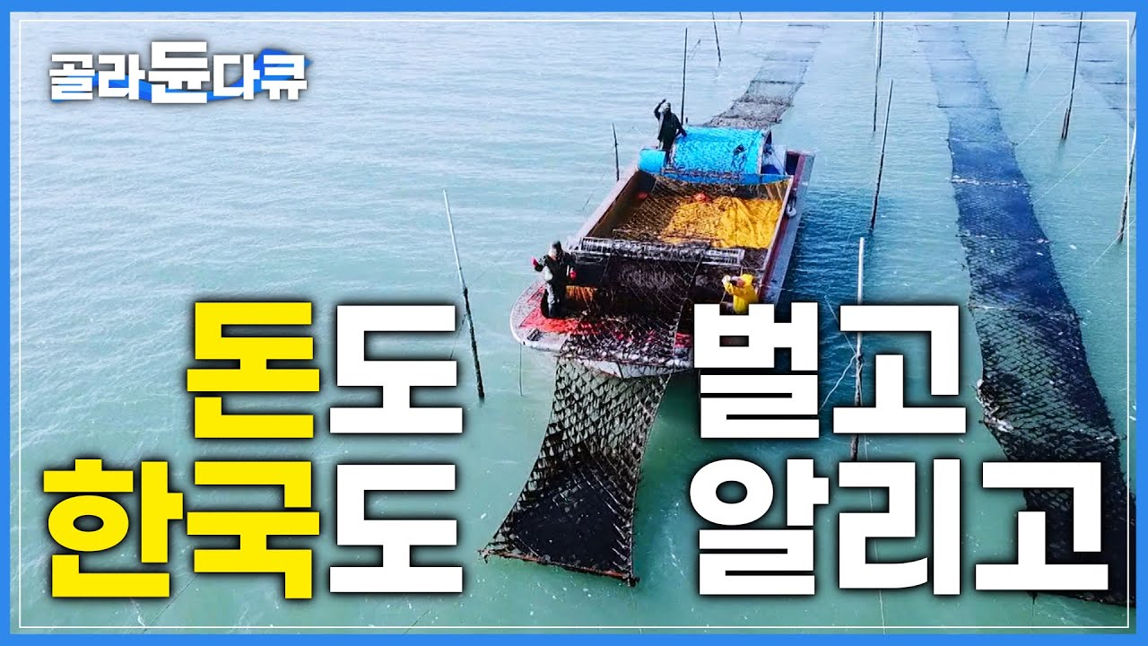 한 장씩 떼어서 흰쌀밥에 싸먹는 그 맛! 전세계가 알아버렸습니다│'7억 달러' 수출 김 양식 과정│김 공장│극한직업│#골라듄다큐