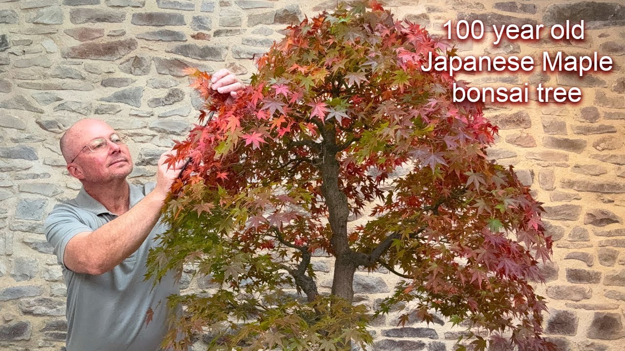 Huge Japanese Red Maple Bonsai Tree | 100 year old Bonsai Acer palmatum