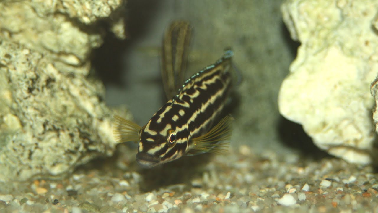 Julidochromis regani with Fry