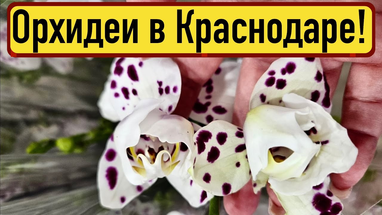 НОВЫЙ магазин орхидей!