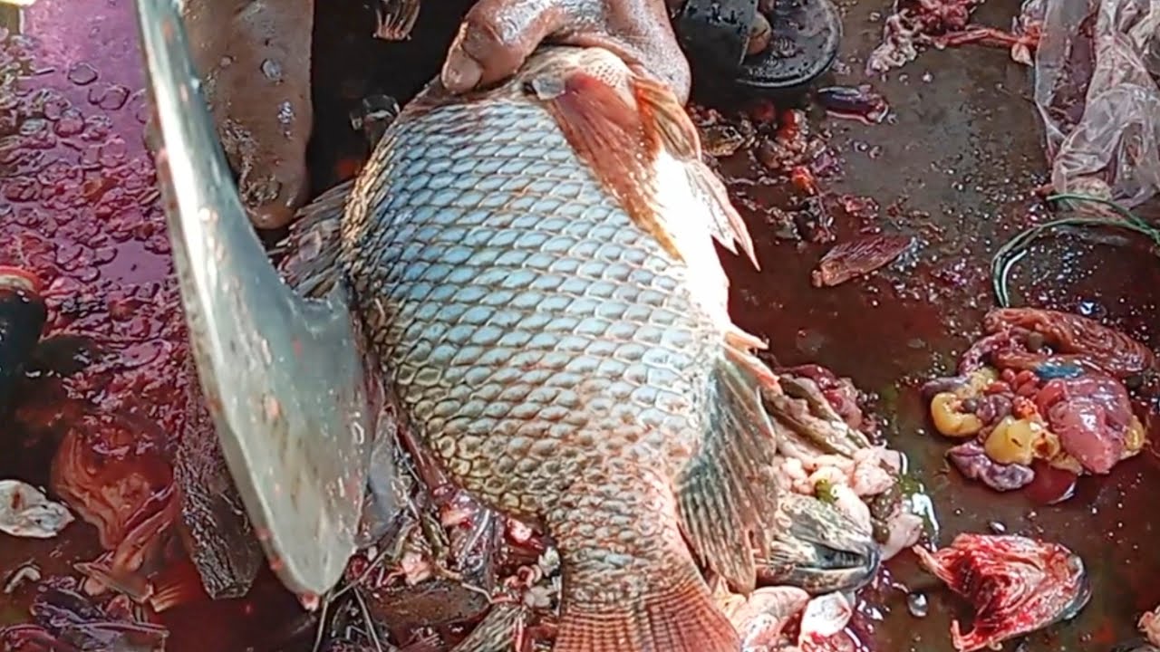Tilapia Fish Cutting Master | Street Fish Processing ASMR