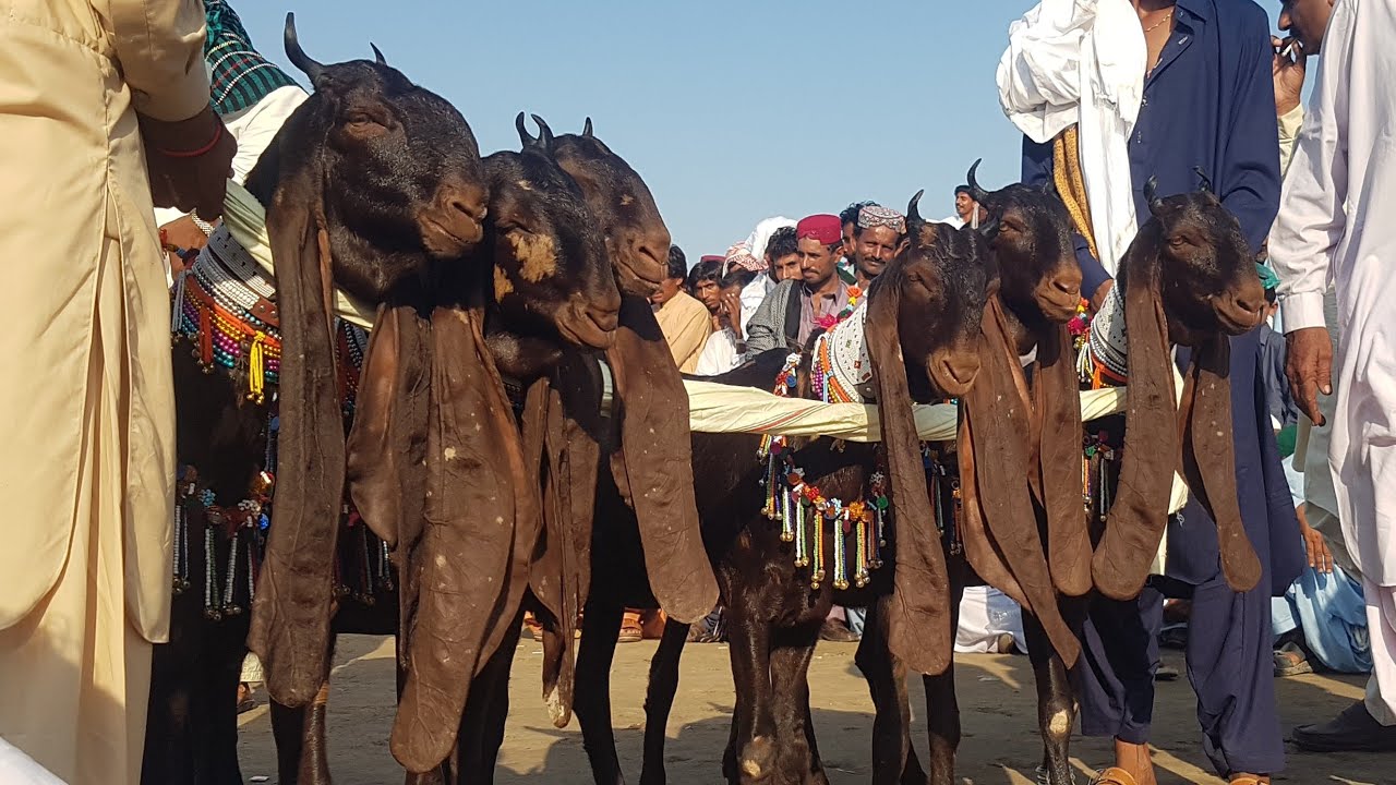 Million Kamori Goat Battle won by Dahiri | Complete Documentary|Views and Reviews by breeders