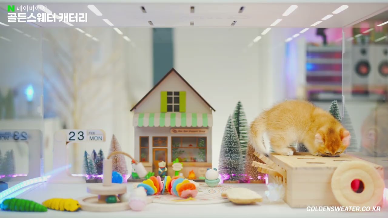 온순하면서 장난 좋아하는 고양이 ft.골드브리티쉬숏헤어,브리숏,브숏,캐터리,순수혈통,ny12,암컷