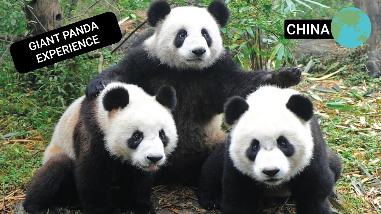 Volunteer at the Giant Panda Sanctuary in China!