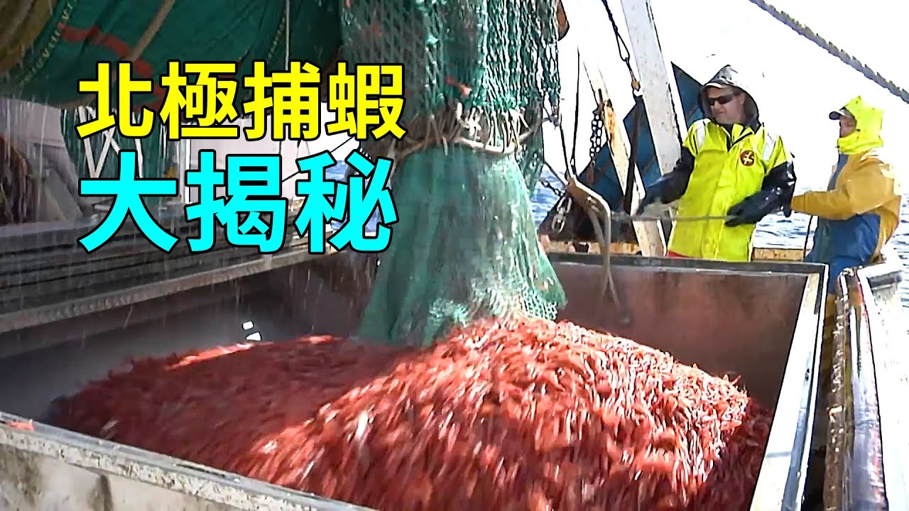 如何捕撈北極蝦？海上捕蝦工廠，捕撈加工一氣呵成