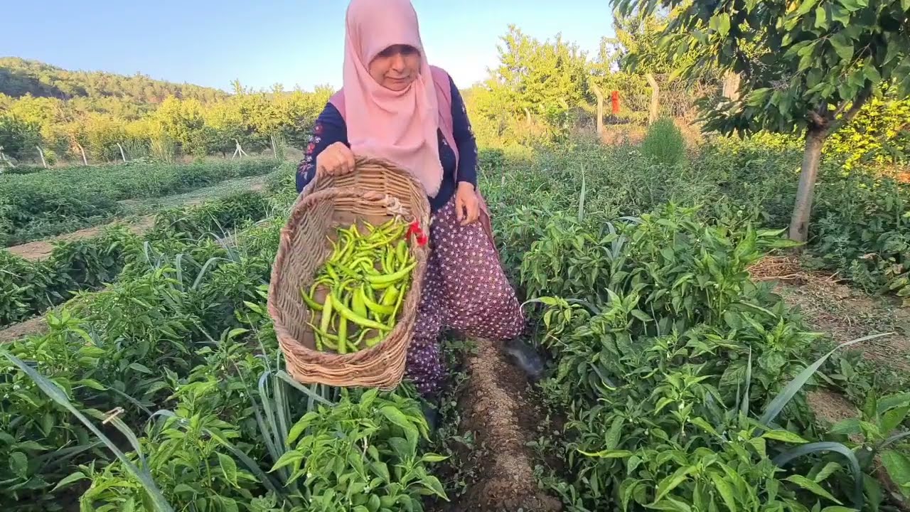  KÖYDEN AYRILIRKEN BAHÇEDE NE VARSA HASAT ETTİK 