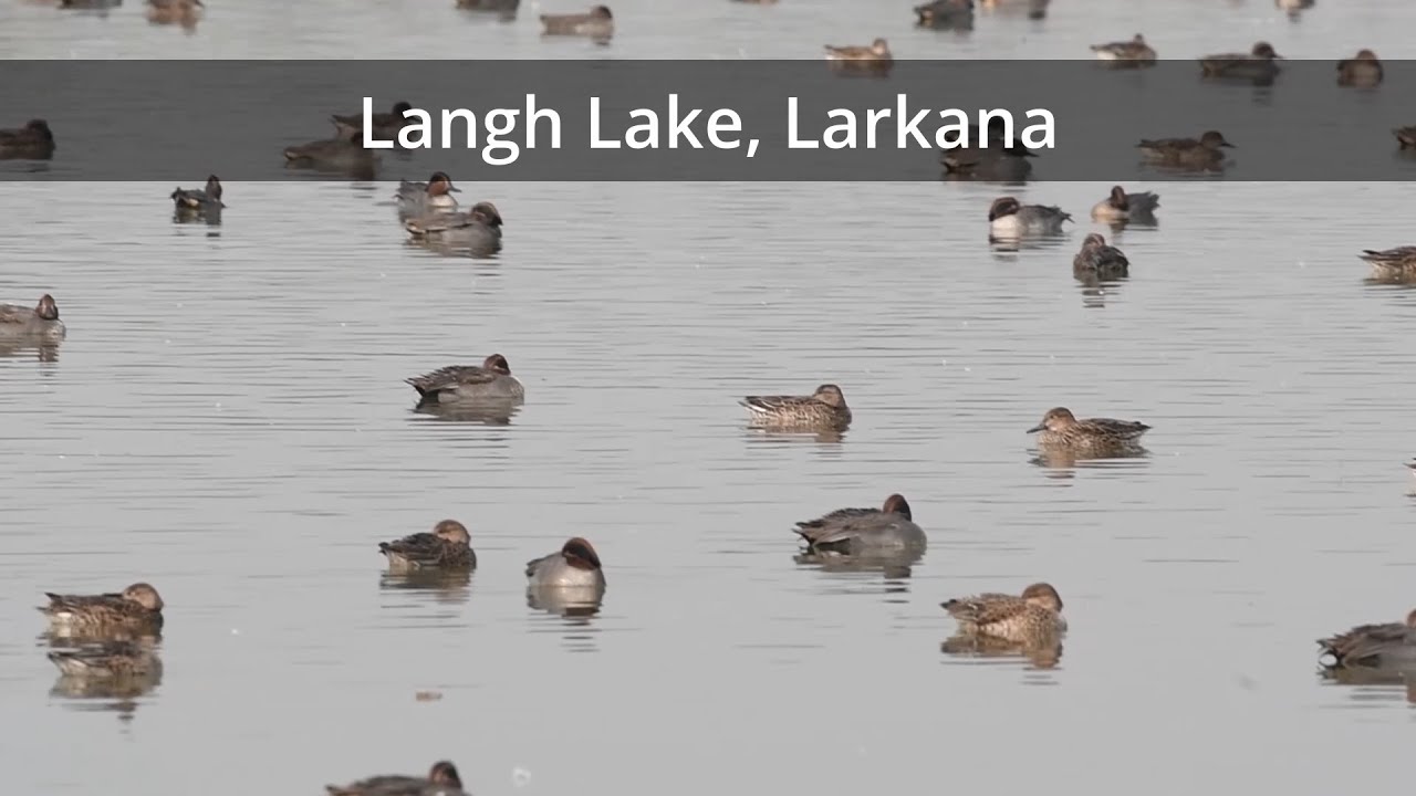In search of migratory ducks at Larkana