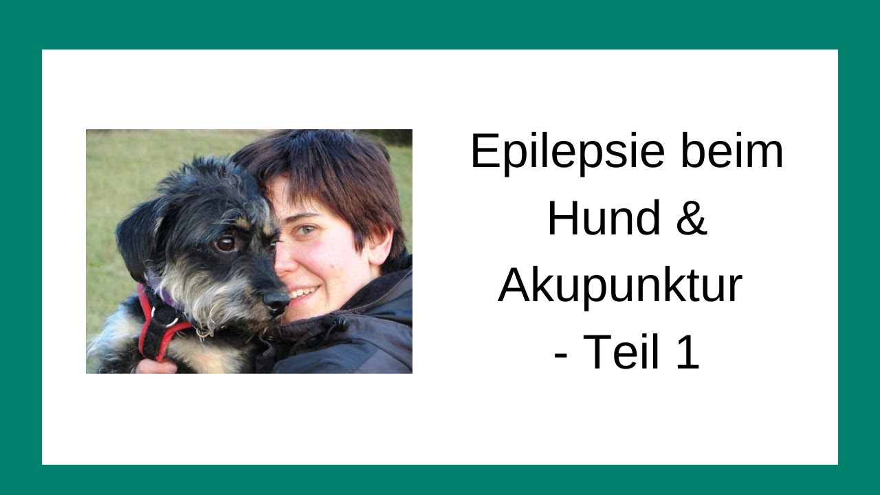 Epilepsie beim Hund & Akupunktur - Teil 1