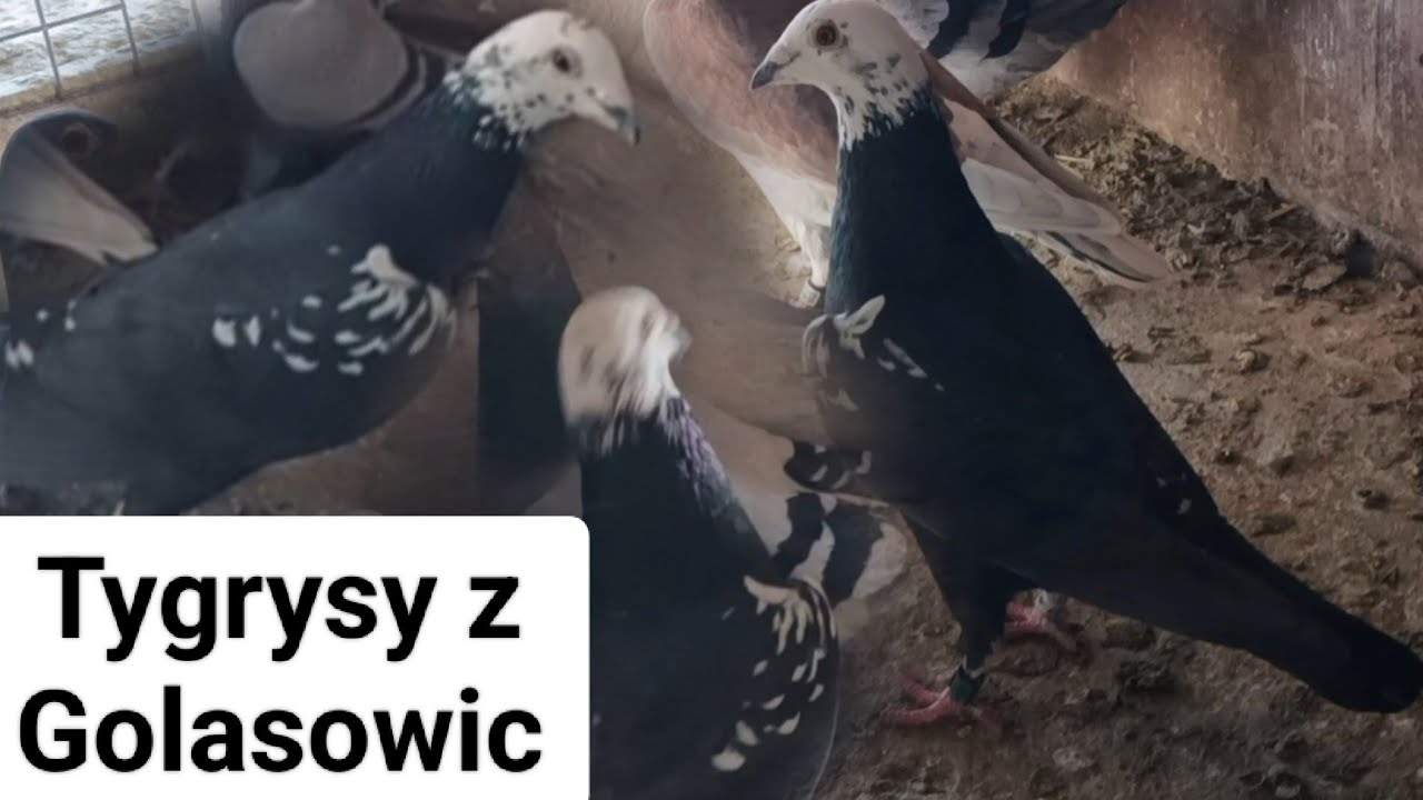 Odwiedziny u mistrza Okręgu Śląsk-Południe - Łapacz zgniótł obrączkę!!! 