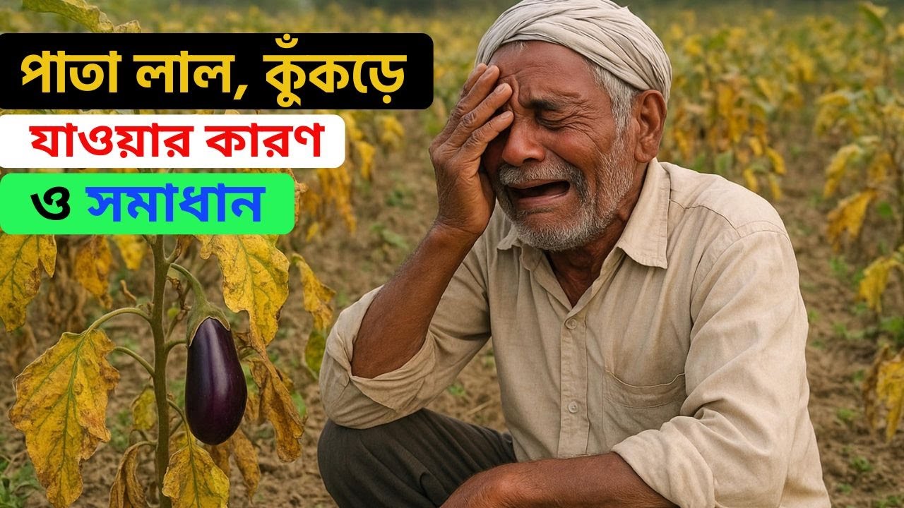 বেগুন গাছের পাতা হলুদ হওয়ার কারন ও তার প্রতিকার ।  গ্রামের কথা | Gramer Kotha