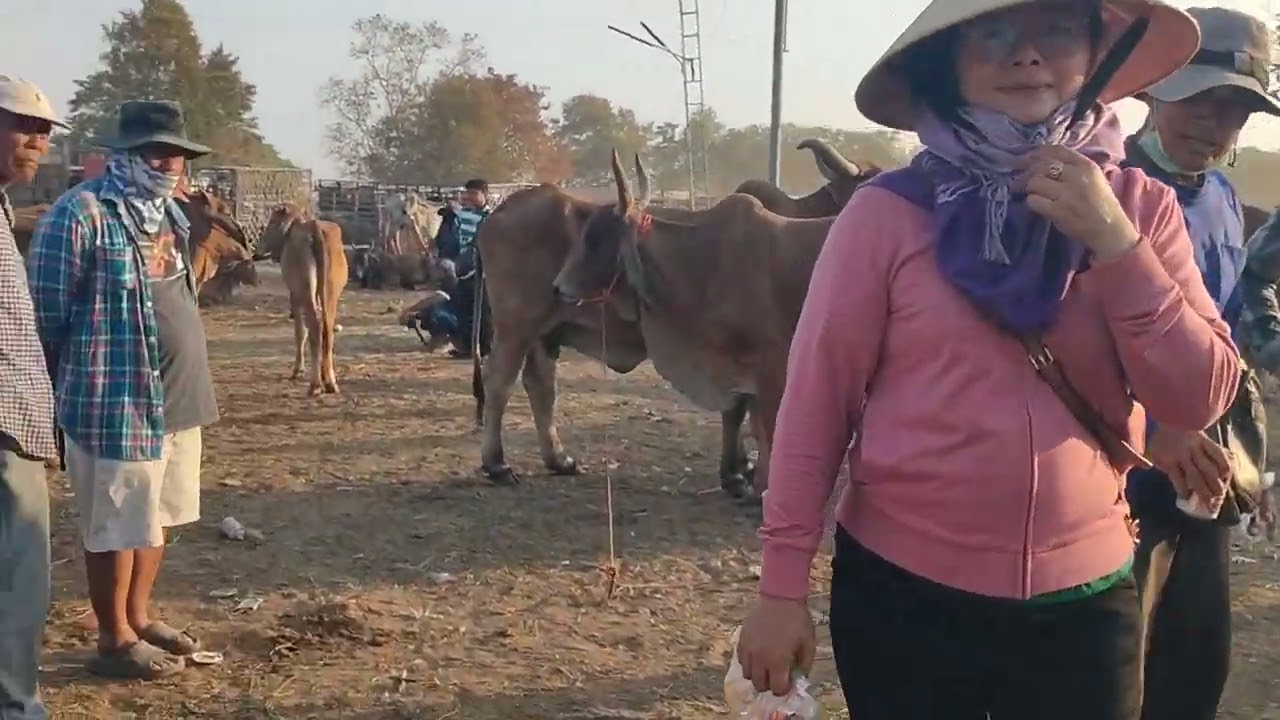 ตอนที่3 ตลาดวัวส้มป่อย 12/2/69 วัวน้อยขายดี วัวงามยังไม่มา
