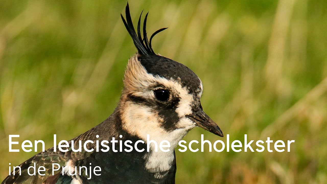 Een leucistische scholekster in de Prunje #1661