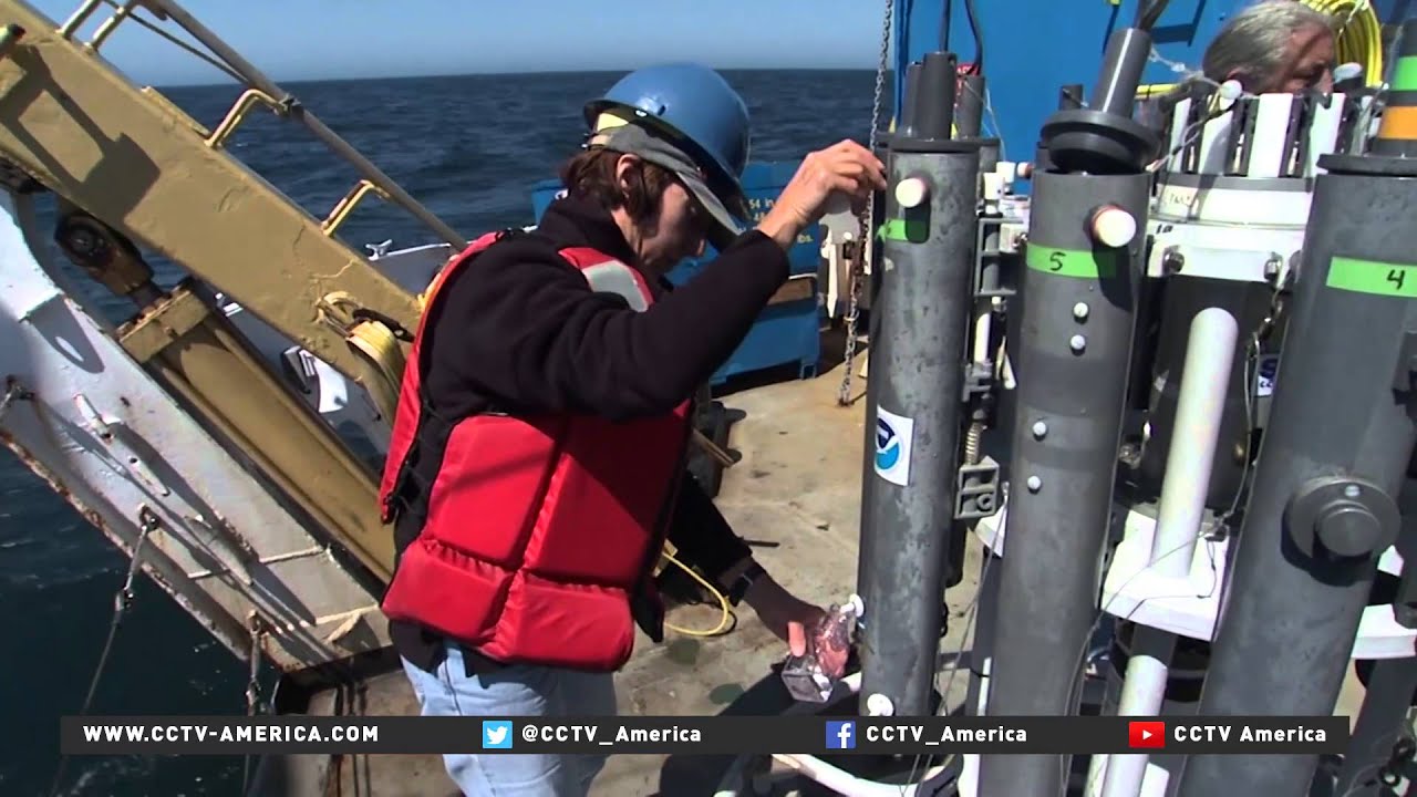 Researchers say Atlantic cod nearing extinction due to global warming
