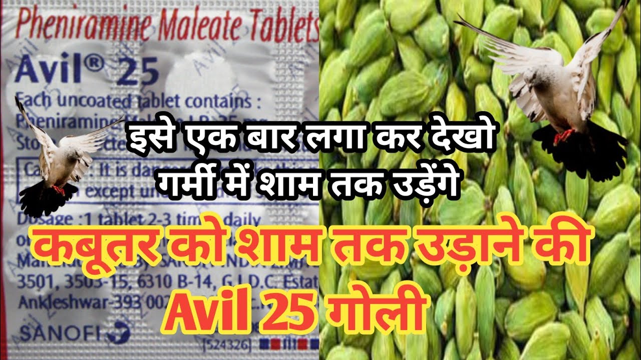 कबूतरों को शाम तक उड़ाने की Avil 25 गोली || इसे एक बार लगा कर देखो गर्मी में शाम तक उड़ेंगे {Avil 25}