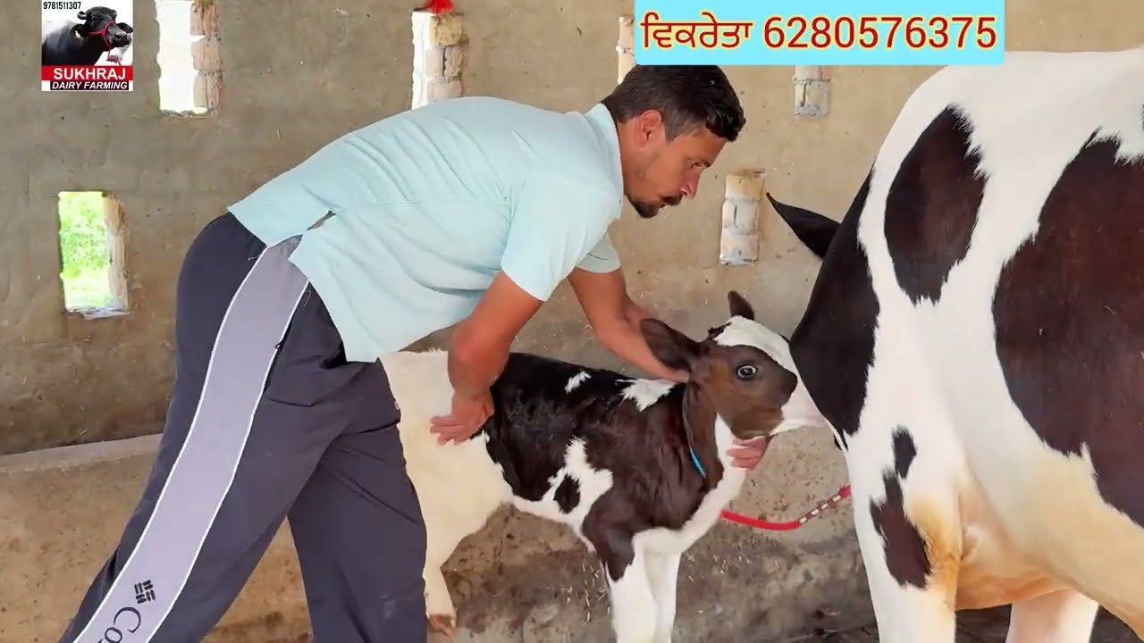 ਦੋ ਤਾਜ਼ੀਆਂ ਸੂਈਆਂ ਵੈਹੜਾ ਵਿਕਾਊ #sukhrajdairyfarming 