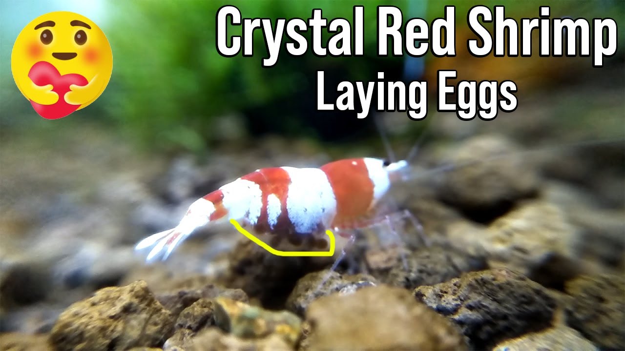 Crystal Red Shrimp Laying Eggs