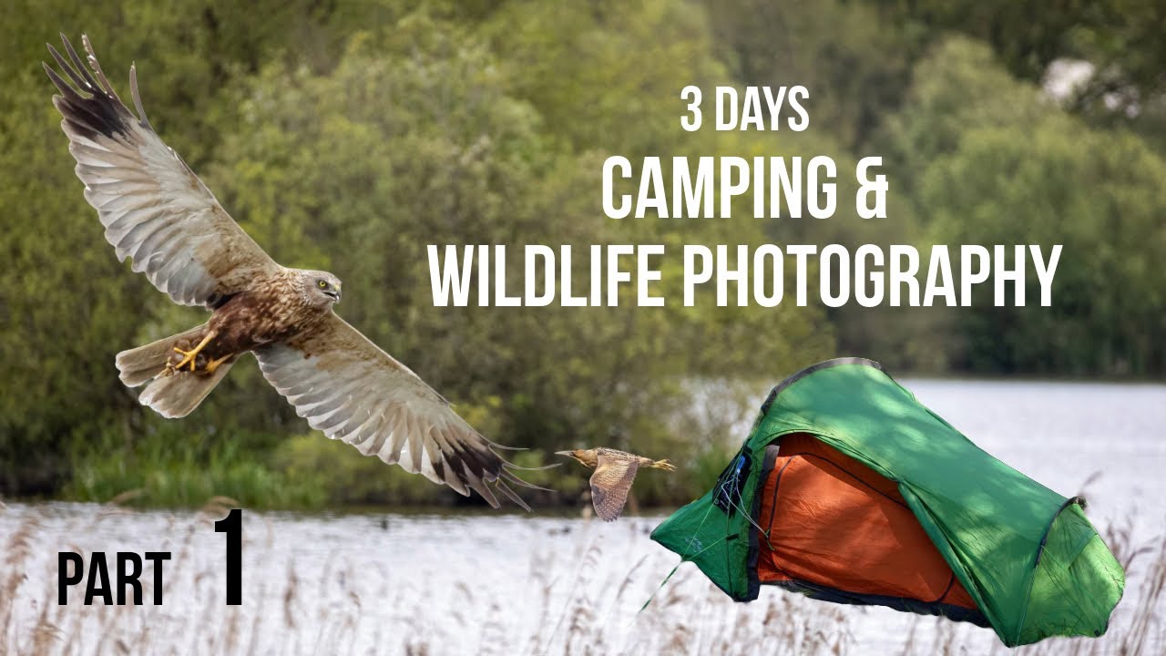 Wildlife Photography & Camping | 3 Days in The Avalon Marshes, Somerset Levels | Part 1