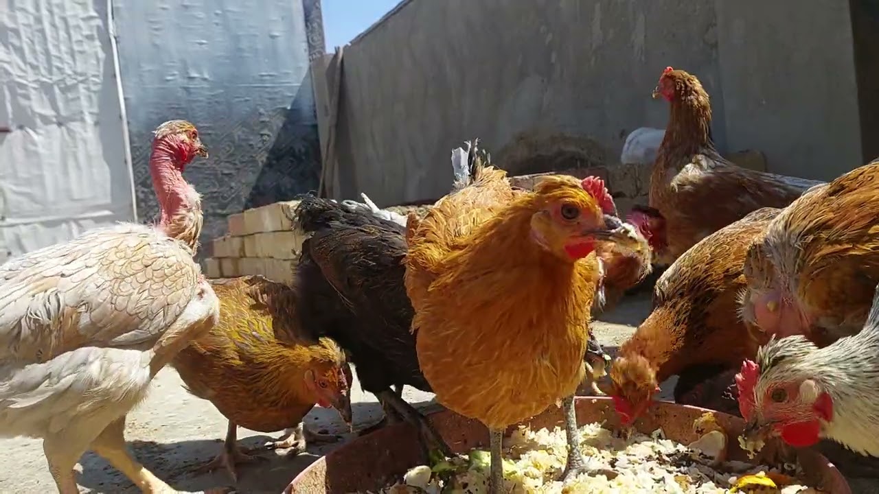 (55) فصل الديكة عن الاناث ، الامراض التي تزامن ارتفاع الحرارة