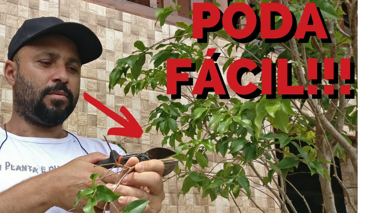 Como Fazer PODA de Jabuticaba Fácil PASSO A PASSO