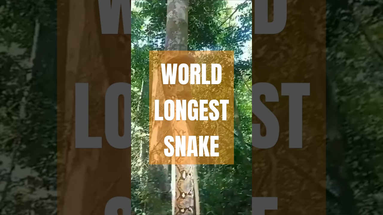 Malayo Python: The world's longest snake