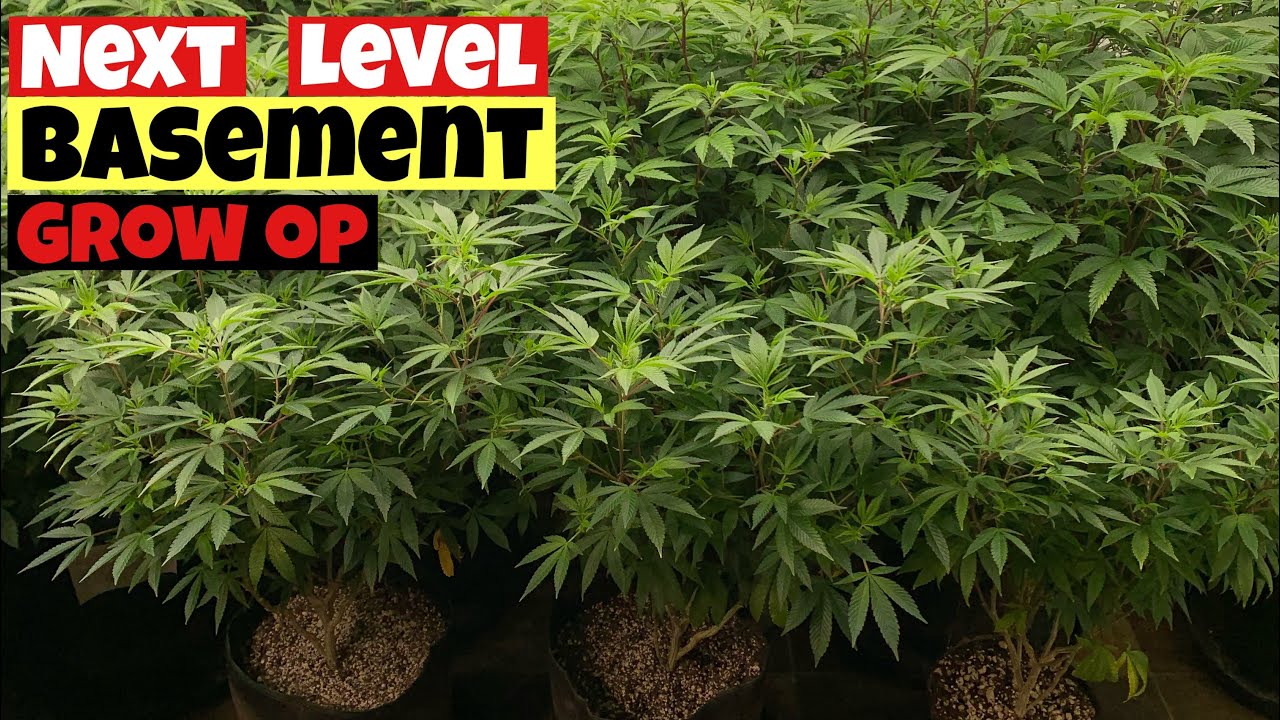 TAKING MY INDOOR GROW TO THE NEXT LEVEL STEP BY STEP