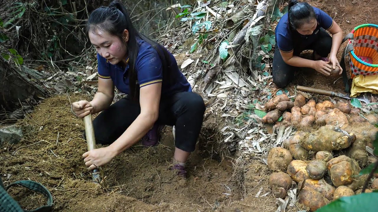 Discovering and Harvesting Rare Long Tubers Growing for Years Deep Inside the Forest