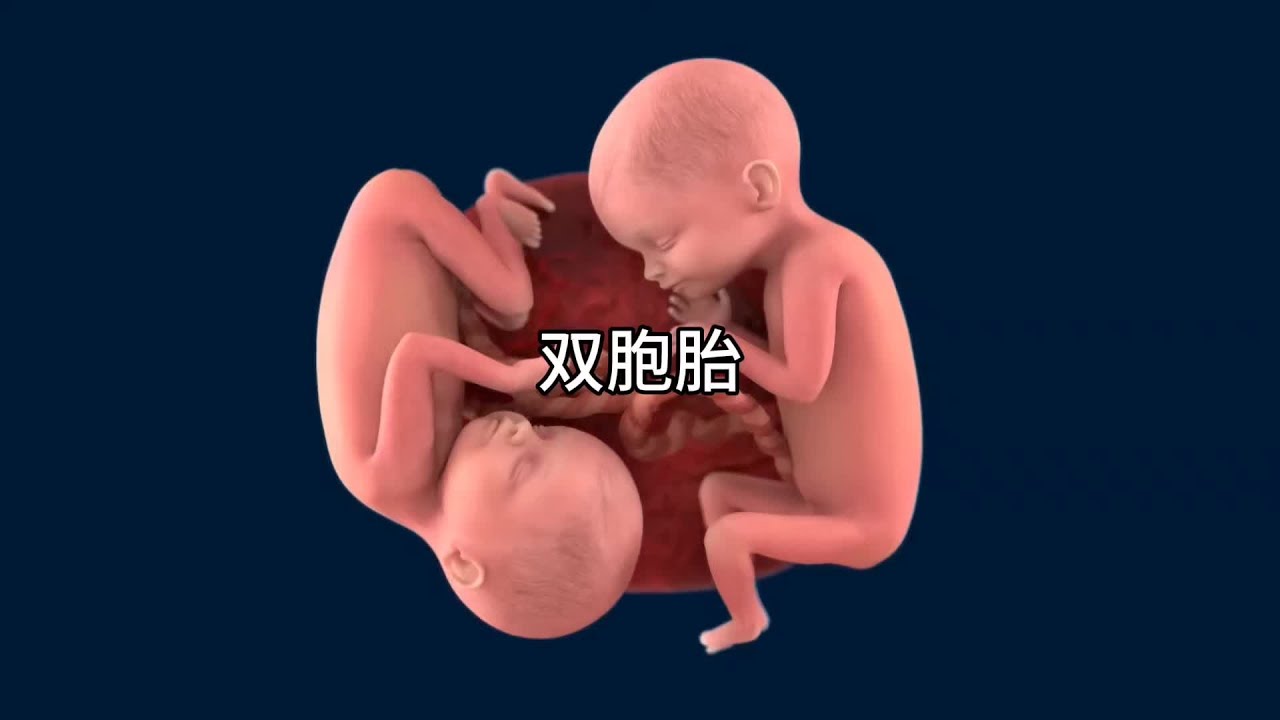 3d動畫顏色雙胞胎是如何形成的 #生命誕生的過程 #胎兒發育全過程 #漲知識