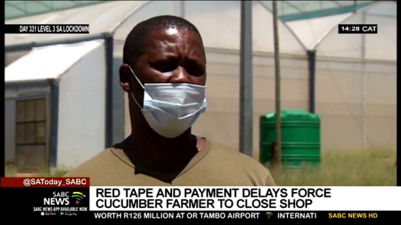 Winsorton cucumber farmer bears the brunt of Northern Cape government's non-payment of grant