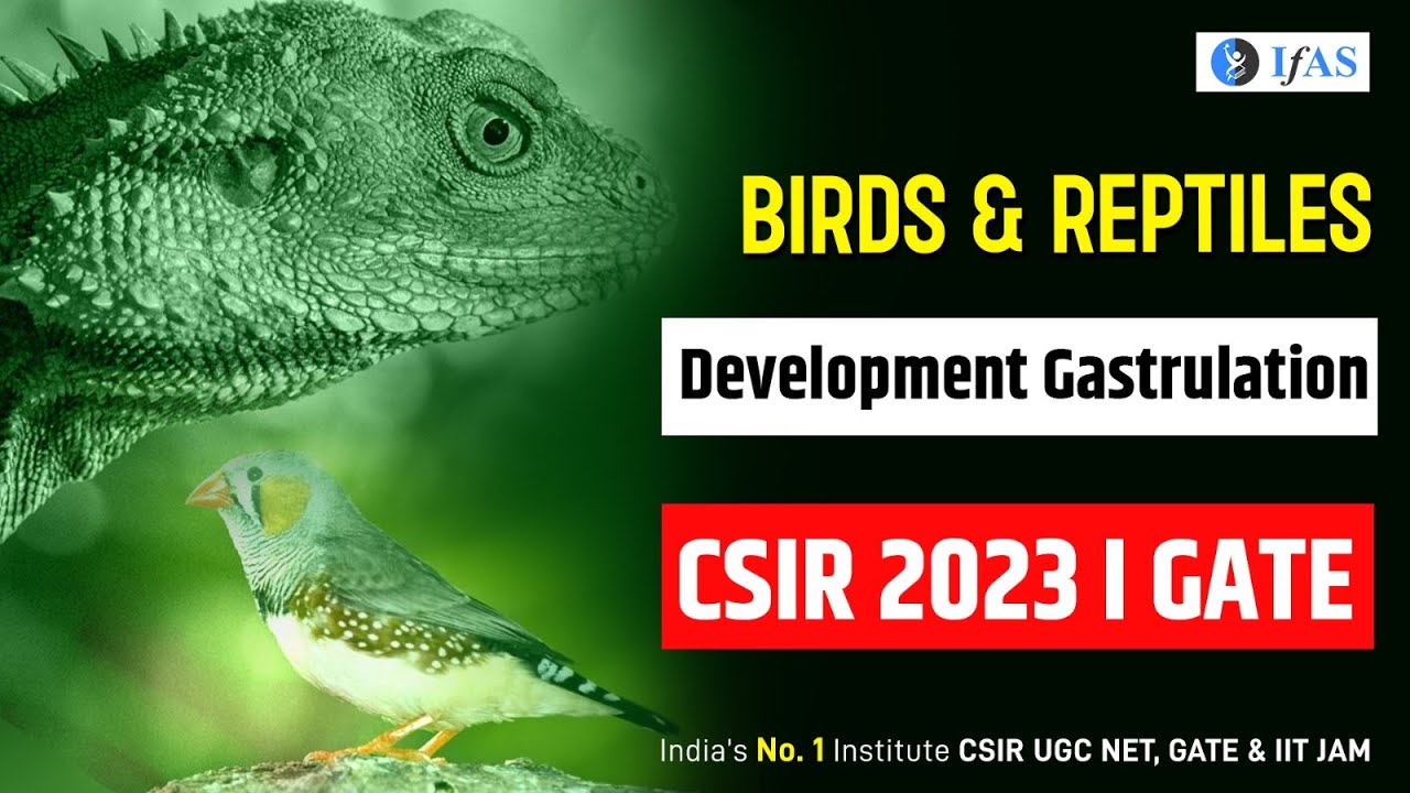 BIRDS & REPTILES DEVELOPMENT GASTRULATION I  CSIR2023 I GATEI STAR CONCEPT I