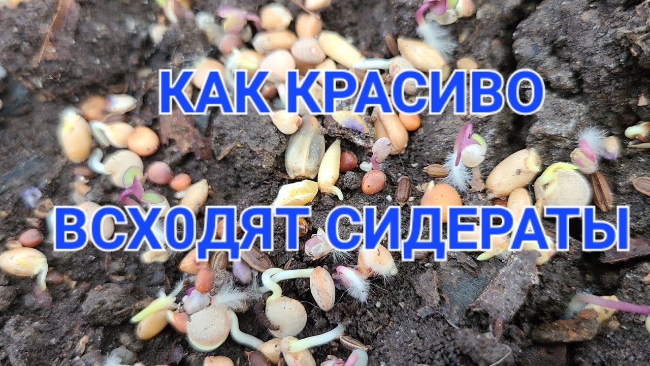 Как красиво всходят сидераты