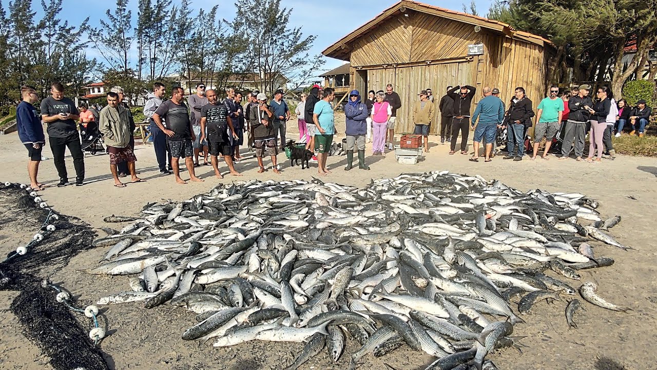 Safra da tainha 2024, 01-06-24, manhã, Garopaba, SC, cerco Rancho do Paulinho. Peixes banca Centro.