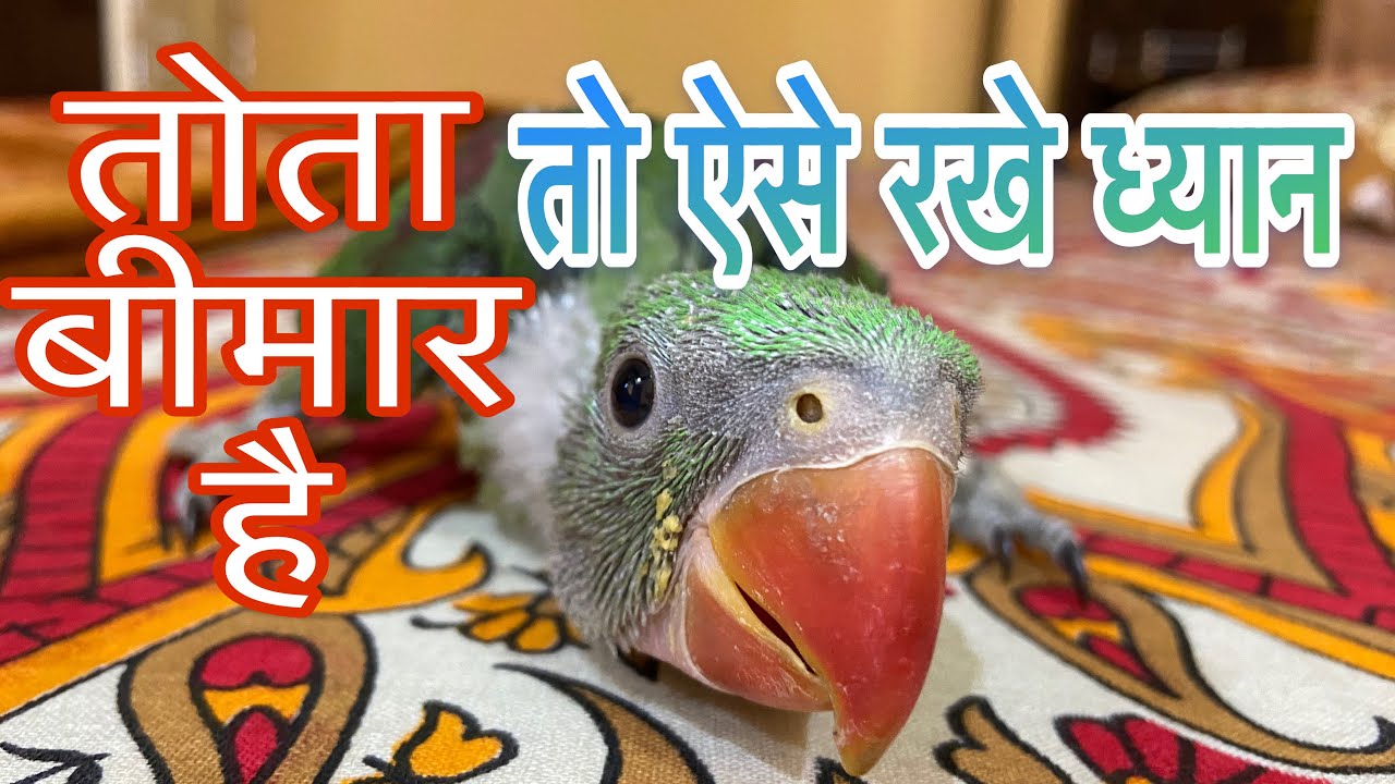 तोता बीमार है | Kya Aapka Tota🦜 khana nai kha Raha | New vlog 5 | Sachin vlogs