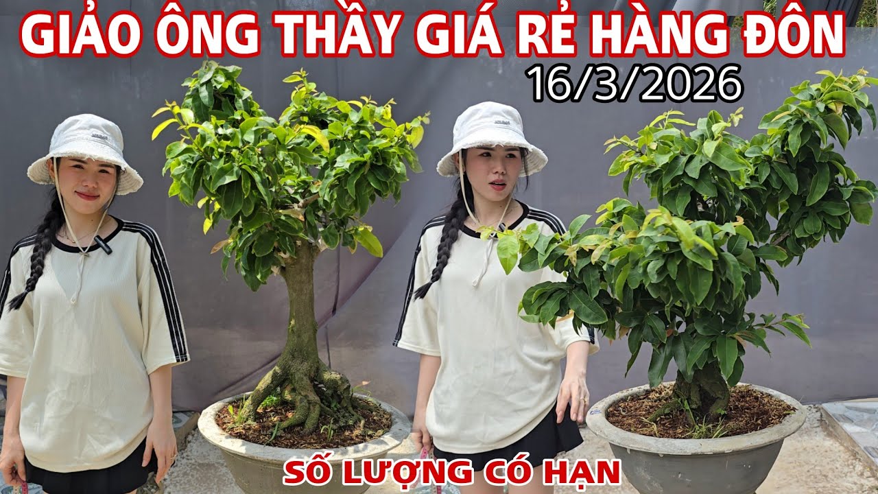 [16/3/2026] Giảo Ông Thầy Hàng Đôn GIÁ RẺ, Nhanh Tay ☎️0907411602 (Quý) | VƯỜN MAI HUỲNH GIAO