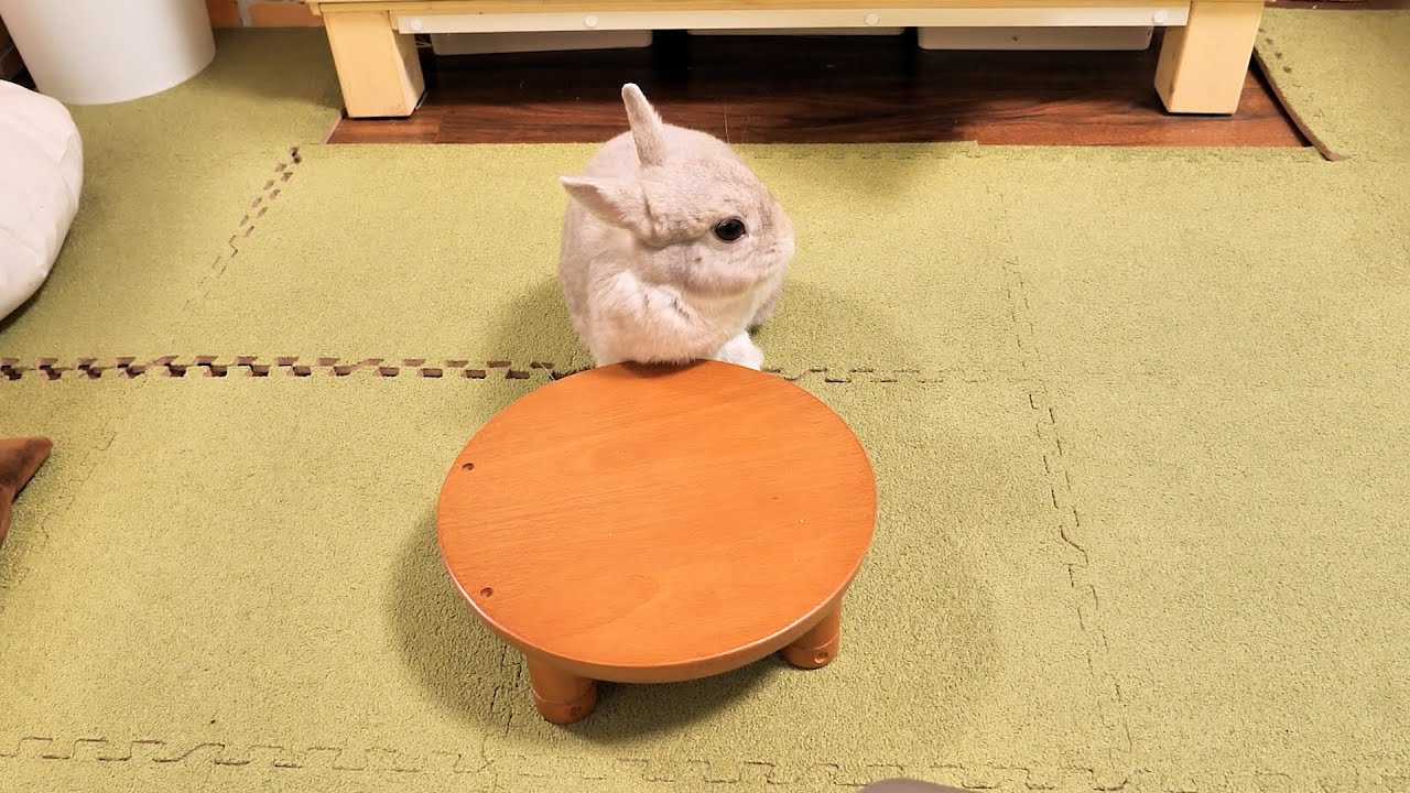 しばらくうさぎさんと2畳ほどのスペースで生活してきましたが限界が来たので部屋を改造していきます
