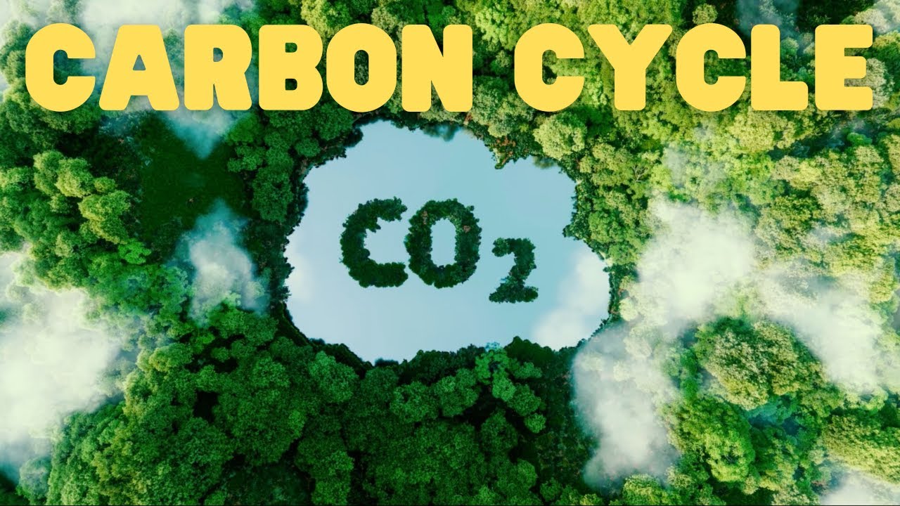 Carbon Cycle | Learn how the continuous carbon cycle works