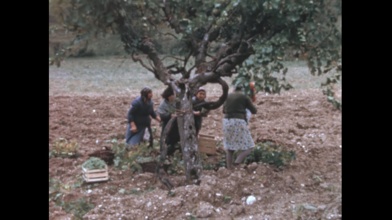 Italy 1950s: Harvest archive footage