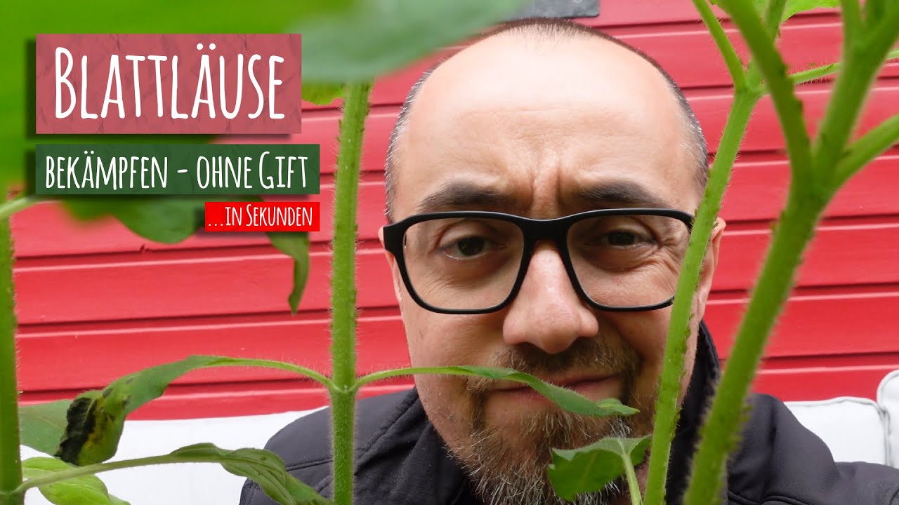 Blattläuse bekämpfen in Sekunden 🪲 mit Nützlingen Blattläuse bekämpfen biologisch ohne Gift