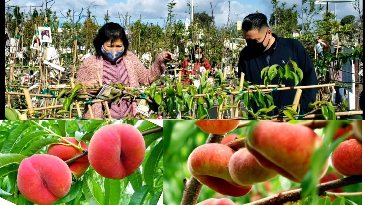 Kinh nghiệm mua cây ĐÀO TIÊN donut, CHERRY cho trái ngon trĩu quả - người Việt ở Mỹ