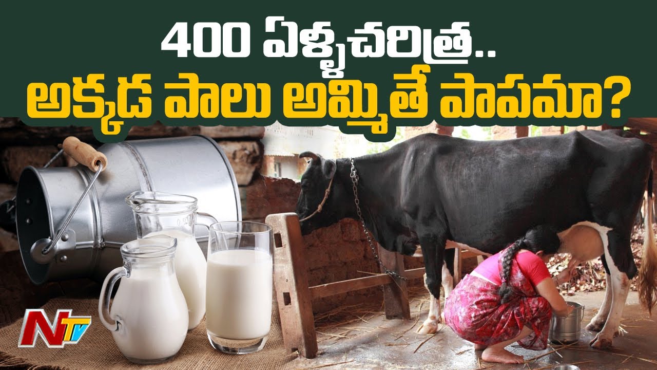 ఆ ఊరిలో పాలు అమ్మితే మహా పాపం..ఎందుకో తెలుసా..? | No Sale of Milk in These Villages of Kurnool | Ntv