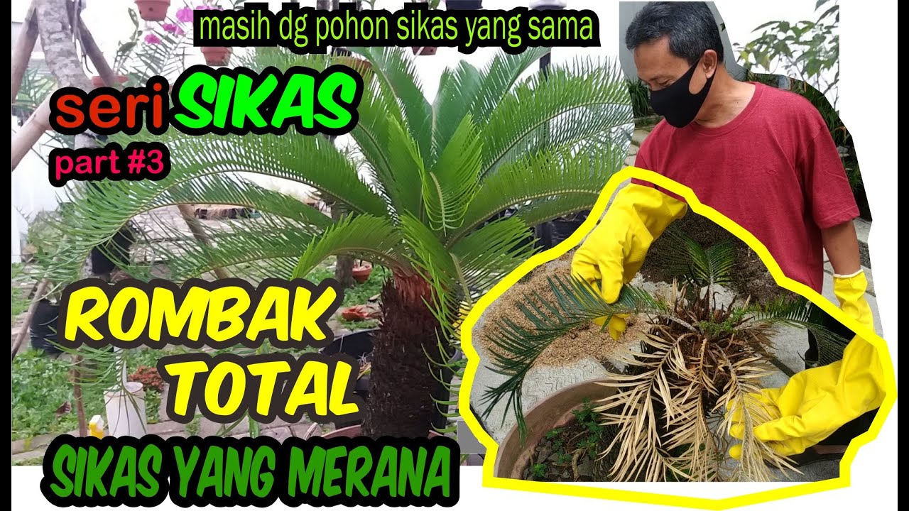 Seri Sikas part #3 : Prunning total daun dan akar Sikas yang rusak parah, dapat bonus anakan sikas