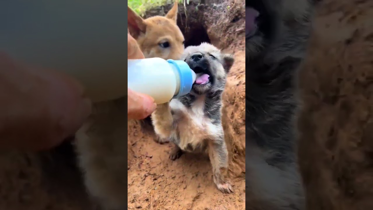 Mother dog and baby dog lick milk and drink