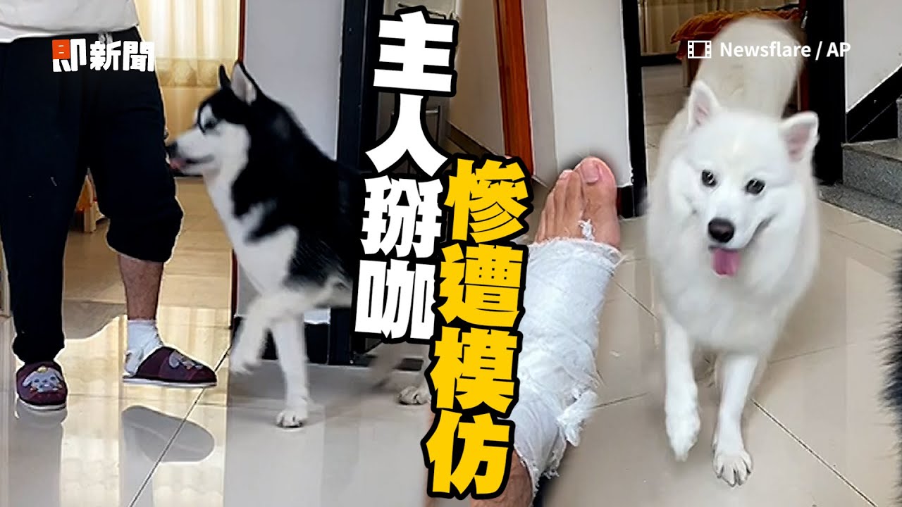 飼主掰咖卻被模仿🤕 二哈裝瘸繞圈挑釁　還帶壞薩摩耶｜寵物動物｜狗｜哈士奇｜月月｜精選影片