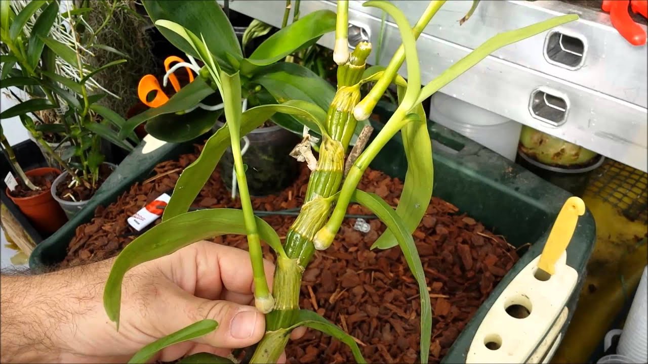 How to clone orchids with keiki paste