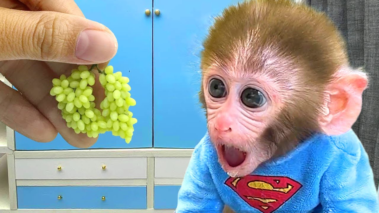 Monyet Bon Bon Imut memanen buah-buahan dan membuat kue di rumah bersama teman bebek
